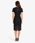 Darena Lace Dress | Navy  | Phase Eight
